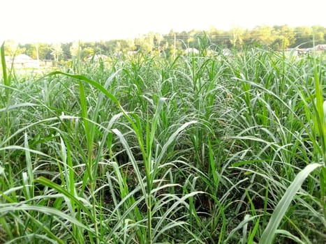 Village Beautiful Scenery - Paddy Field, Village Jungle Flowers, Village Evening, Fruit Tree Garden, Village Sunset, Village River