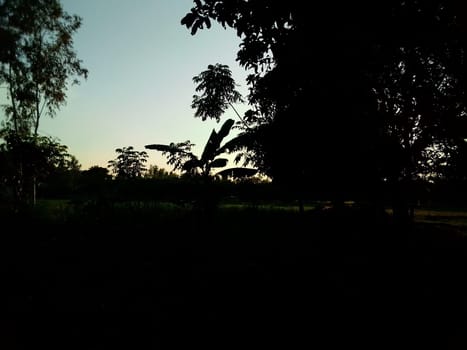 Village Beautiful Scenery - Paddy Field, Village Jungle Flowers, Village Evening, Fruit Tree Garden, Village Sunset, Village River