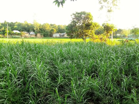Village Beautiful Scenery - Paddy Field, Village Jungle Flowers, Village Evening, Fruit Tree Garden, Village Sunset, Village River