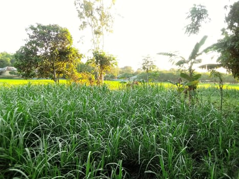 Village Beautiful Scenery - Paddy Field, Village Jungle Flowers, Village Evening, Fruit Tree Garden, Village Sunset, Village River