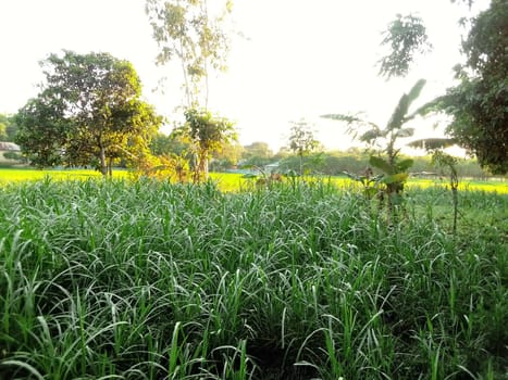 Village Beautiful Scenery - Paddy Field, Village Jungle Flowers, Village Evening, Fruit Tree Garden, Village Sunset, Village River