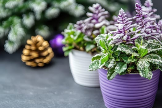 Two potted plants are arranged with decorative elements featuring purple and white pots ideal for a holiday setting in winter.