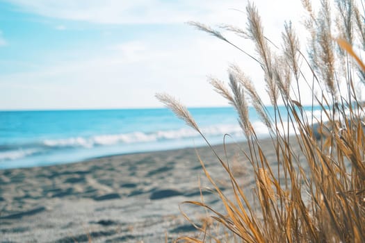 Gentle waves lap at the sandy shore while tall grass sways in the breeze under a clear blue sky at the beach.