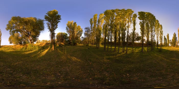 Full spherical 360 degree panorama of autumnal evening in tall trees grove