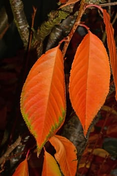 autumnal colored beech leaves in backlit