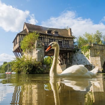 White swan in front of the old mill on the broken bridge over the Seine in Vernon, Normandy, France