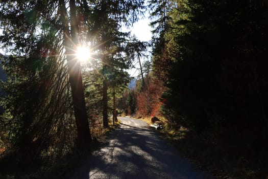 A path in the forest in fall with sunbeams between the tree trunks