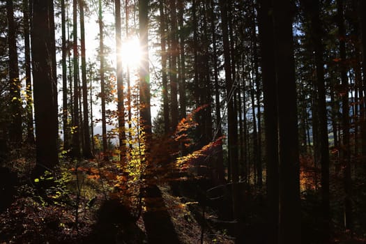 A beautiful forest in fall with sunbeams between the tree trunks