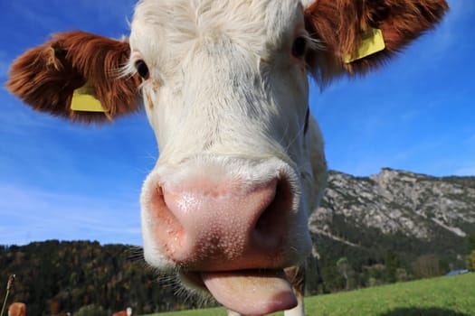 Funny photo of a young Simmental calf sticking out its tongue