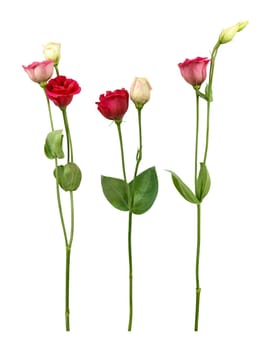 The cut flower eustoma is often used at weddings, but is now also increasingly used in other bouquets.