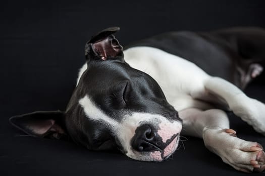 Studio shot of a black and white pit bull terrier lying down with its eyes closed, sleeping peacefully on a dark background