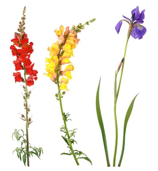 Colorful flowers from the garden isolated with white background.