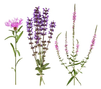 Three purple and pink wildflowers found in meadows with isolated background.