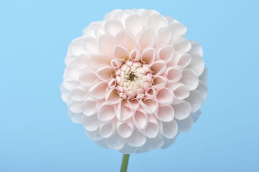 Dahlia pompom on blue background