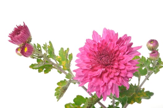 Pink chrysanthemum on a white background