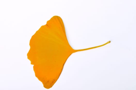 ginkgo biloba leaf on a white background