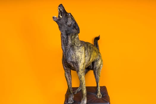Dutch Shepherd dog sitting and looking away, isolated on a dark, yellow, red