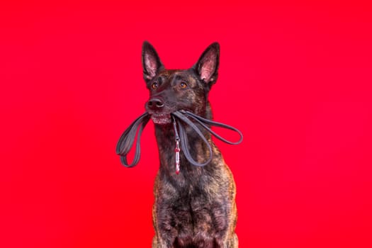 Dutch Shepherd dog sitting and looking away, isolated on a dark, yellow, red