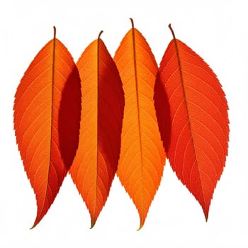 Vibrant Autumn Leaves Isolated On White Background - Generative AI