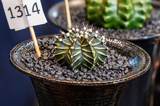 Cactus are planted on sandy soil. It is a plant that is in the desert.