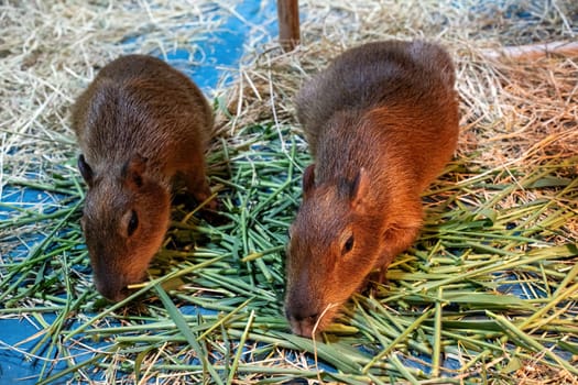 Capybara in the stable, is the largest living rodent.