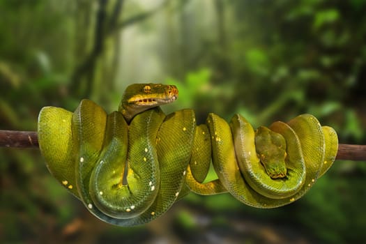 Green tree python, native to New Guinea, Indonesia and Australia. It's a popular pet in Thailand.