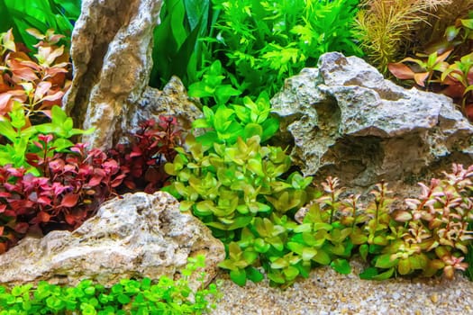 Underwater landscape nature forest style aquarium tank with a variety of aquatic plants, stones and herb decorations.