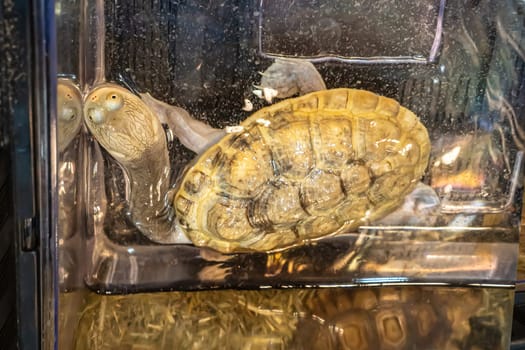 Turtles for raising awaiting sale. It's a popular pet in Thailand.