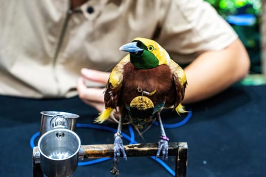 The birds-of-paradise perched on a branch. Bird is a popular pet in Thailand.