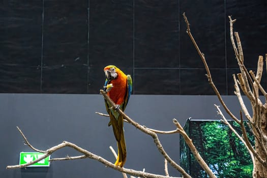 Macaws are a group of parrots that are long-tailed and often colorful. It is a popular pet in Thailand.