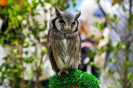 White faced scops owl on artificial grass rod. It is a popular pet in Thailand.