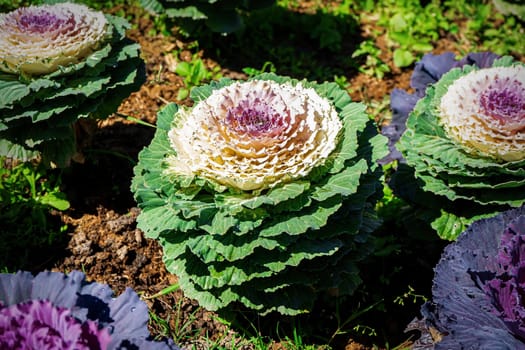 Many purple cabbage flowers in the ornamental garden.