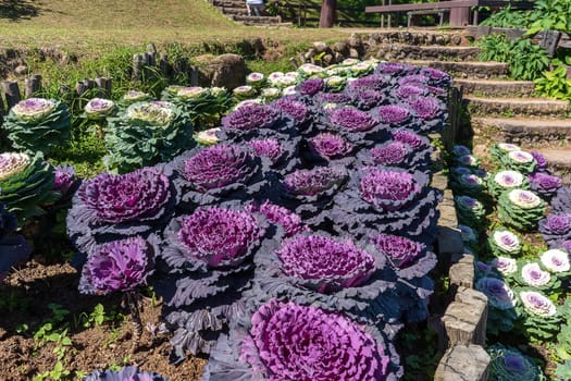 Many purple cabbage flowers in the ornamental garden.
