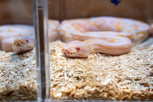 Ball python in the acrylic cabinet waiting to be sold. It's a popular pet in Thailand.