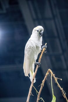 Cockatoo are a group of parrots. It is a popular pet in Thailand.