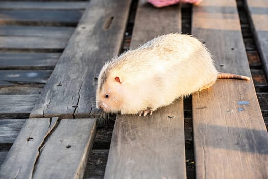 Bamboo rat is a rodent that lives underground or in tree holes. It has large front teeth.
