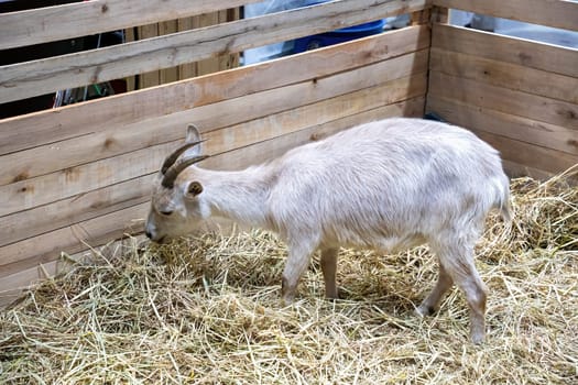 American pygmy or pygmy goat in the stall waiting for food.