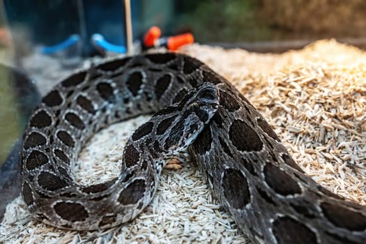 Snake in the acrylic cabinet waiting to be sold. It's a popular pet in Thailand.