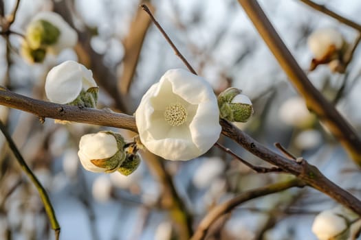 Beautiful white cotton flowers are blooming on branches during spring showcasing natures delicate beauty in a serene outdoor setting.