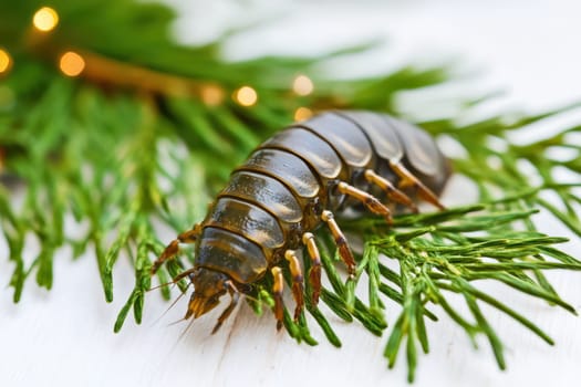 A large insect rests on evergreen leaves showcasing its segmented body and intricate details with soft lighting creating a peaceful atmosphere.