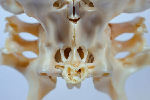 Close up examination of human pelvic bone structure reveals intricate details of anatomy highlighting the symphysis pubis and sacrum.