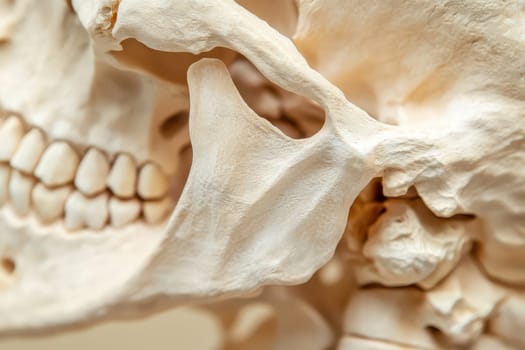 Close examination of a human skull showcasing the intricate bone structure and dental formations. Ideal for studying human anatomy.