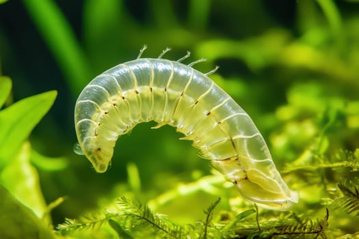 A translucent larva gracefully navigates through vibrant green aquatic plants in a serene freshwater setting.