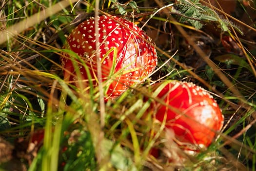 Bright red fly agaric - Amanita muscaria - growing under grass, sun shines on white spots over red surface
