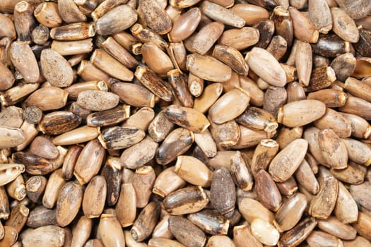 Heap of blessed milk thistle seeds - Silybum marianum - closeup from above