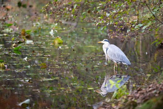 Great Egret is standing in the pond, wildlife of wetland, water bird in nature habitat, gray heron