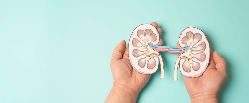 Kidney organ disease, world kidney day, impaired function, health problems, kidneys failure, dialysis and transplantation, medical issue