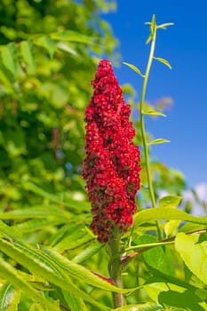 Sumac Flower in a Verdant Wetland in the Trempealeau National Wildlife Refuge in Wisconsin