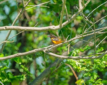 Baltimore Oriole Feeding on Fruit in the Trempealeau National Wildlife Refuge in Wisconsin