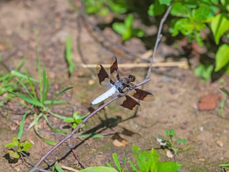 Common Whitetail Perching On a Branch in the Trempealeau National Wildlife Refuge in WIsconsin